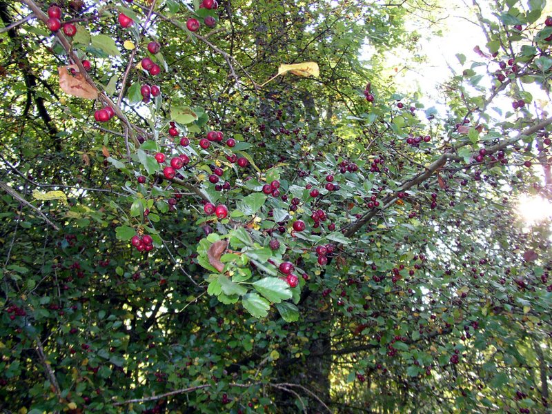 Cénelles   Aubépine